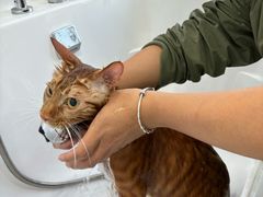 -爱洗澡的猫(望京店)