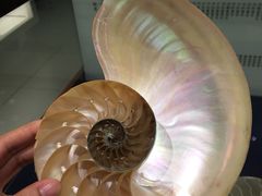 -青岛贝壳博物馆