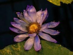 -国家植物园南园