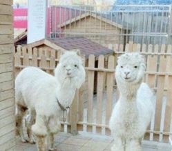 -萌宠亲子动物乐园(槐房万达店)