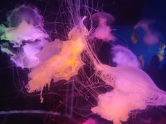 -太平洋海底世界