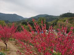 -广州市石门国家森林公园
