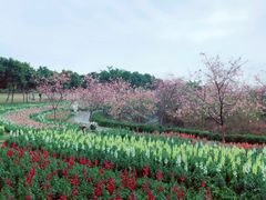 -天适樱花悠乐园