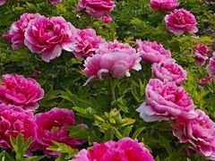 -洛阳市隋唐城遗址植物园