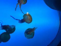 -太平洋海底世界