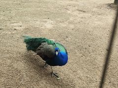 -深圳野生动物园
