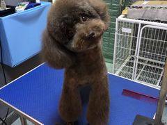-我爱吾宠宠物美容院(朝阳路店)