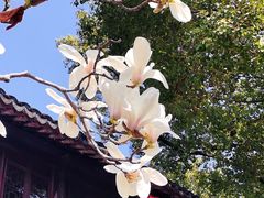 -上海醉白池公园