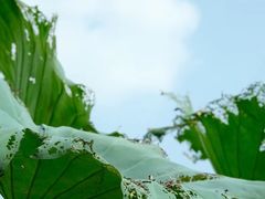 -良渚文化村