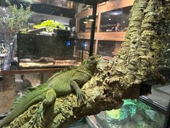 -酷以爬仙阁实体爬宠店·守宫·蜥蜴·专业繁育