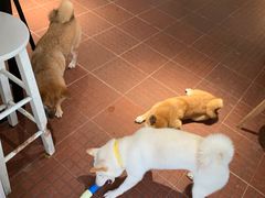 -柴犬高等学院·狗咖·柴犬售卖·宠物训练