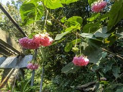 -深圳仙湖植物园