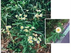 -合肥滨湖国家森林公园