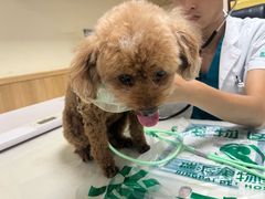 -瑞派宠物医院·24h·骨外科·皮肤科·全科宠物医疗转诊中心(沈阳浑南院)