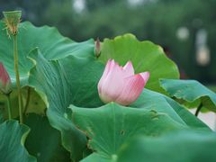 -莲花池公园