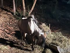 -清迈夜间动物园