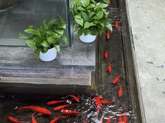 -旺顺阁鱼头泡饼(小红门店)