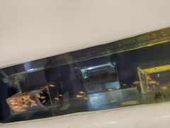 -萌宠奇缘(荣鼎店)