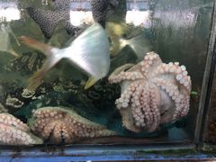 -明记海鲜大排档(巽寮湾店)