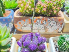-朝来春花卉市场