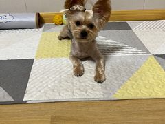 -佳雯宠物医院(四明中路分院)