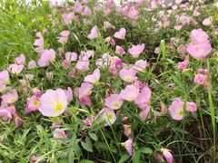 -洋湖国家湿地公园