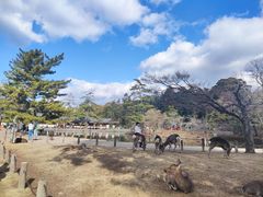 -奈良公园