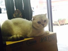 -MIKAKU(万达广场上海宝山店)