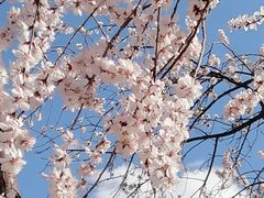 -丰台花园