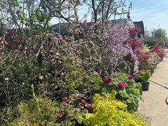 -龙大花卉苗木市场