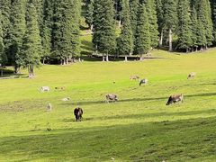 -新疆那拉提国家旅游度假区