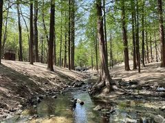 -白水寺森林公园