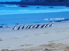 -企鹅岛