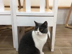 -李小姐の猫咖啡馆(五角场店)