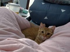 -pd派德宠物中心医院24H急重症·眼科中心·血液透析中心(嵩山北路店)