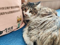 -芭比堂动物医院·犬猫全科·异宠专科(雁塔分院)