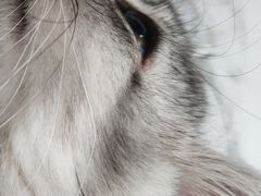 -瑞派名望志远动物医院·猫科·內科·异宠专科(直港大道店)