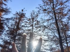 -小芝红树林