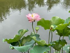 -成都市文化公园