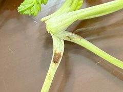 -野狗羊肉汤
