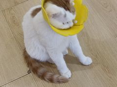 -喵呜公社猫咖