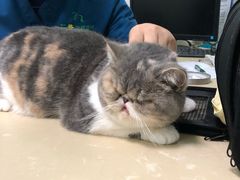 -仁普宠物诊所(住友昌盛新苑店)