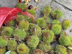 -长白岛森林公园