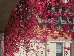 -南方医科大学南方医院(院本部)