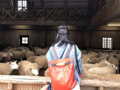 -神户市立六甲山牧场