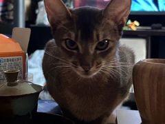 -纳吉亚猫专科动物诊疗中心(蒋宅口分院)