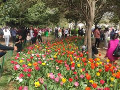 -洛阳郁金香牡丹园