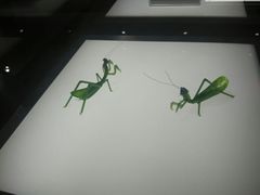 -上海昆虫博物馆