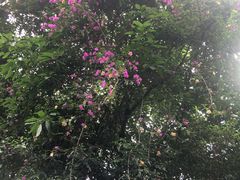 -三圣花乡旅游区