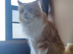 -喵园·猫主题咖啡厅·撸猫·猫咖(国贸店)